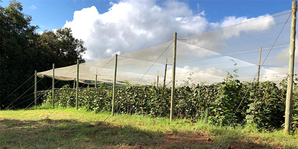 Kiwi, vola il fatturato di Agricolli Bio 