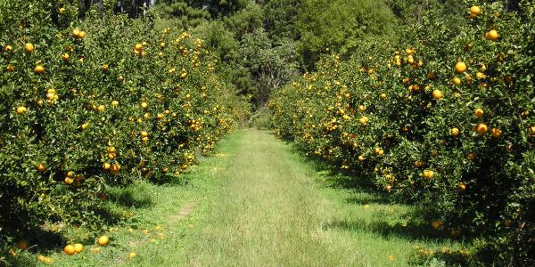 Arance da industria, Coca-Cola finanzia ricerca in Argentina