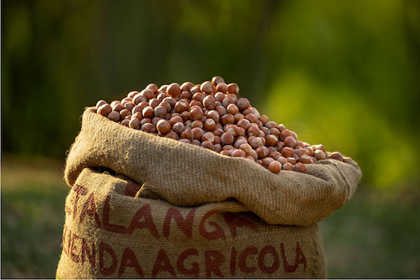 La nocciola piemontese Igp e bio piace all'estero