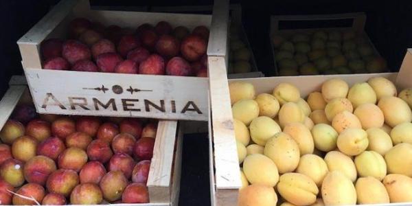 La guerra delle albicocche