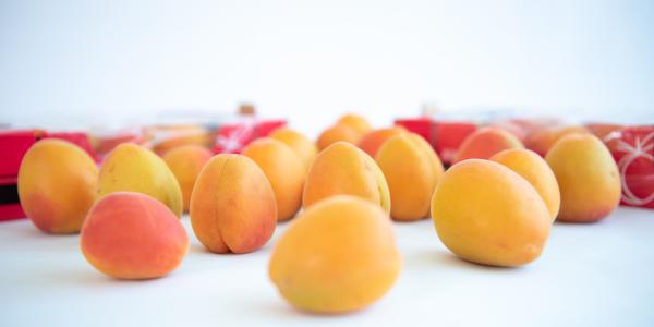 Eccelsa, l'albicocca «più amata» dal campo al punto vendita