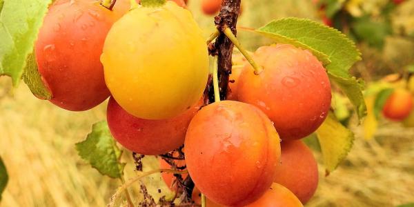 Piante più verdi e frutti più grossi con la leonardite Usa