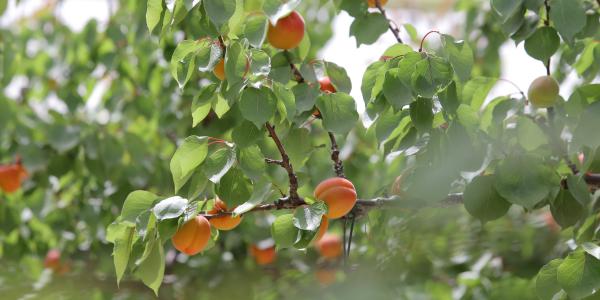 Albicocche, la Puglia allunga il calendario