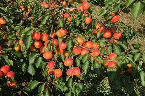 Albicocche, in Romagna la quantità non manca