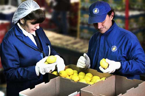 all lemon ottimista per il 2015