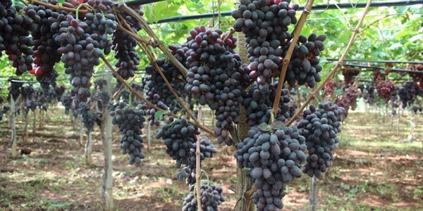 La nuova uva senza semi Allison al congresso nazionale