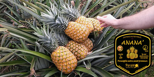 Ananas al volo: la ditta 2M porta in aereo la freschezza