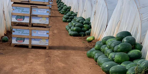 «Angurie, la stagione parte in sofferenza»