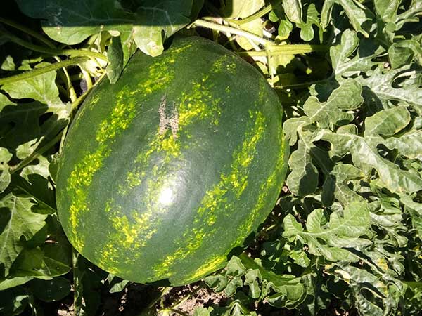 Fratelli Godano, al via la stagione dell'anguria