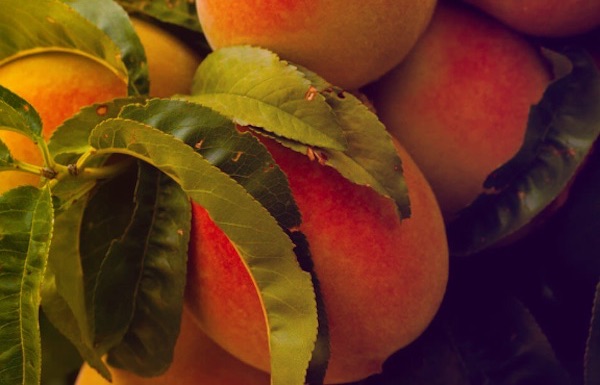 «Pesche e nettarine, stagione positiva in Sardegna»