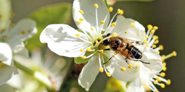 Carrefour, il progetto «Bee-Api» si allarga a uva e pesche 