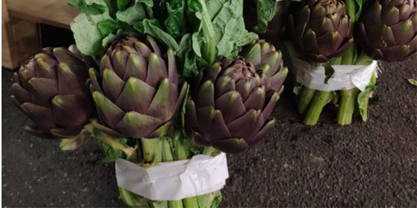 Carciofi: arriva Apollo e conquista la scena
