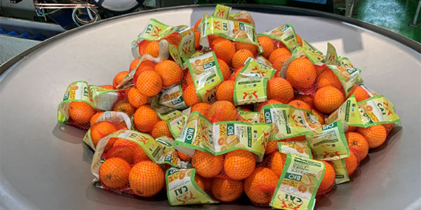 Arance bionde siciliane, bellezza e gusto in un colpo solo