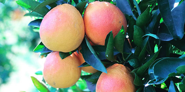 Arance, per le rosse dell'Etna un battesimo positivo