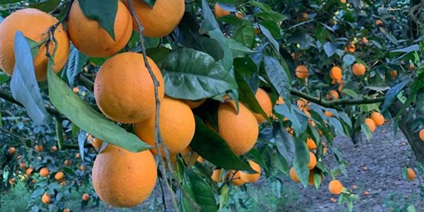 Arance, pezzature record per l'ovale della Valle dell’Anapo