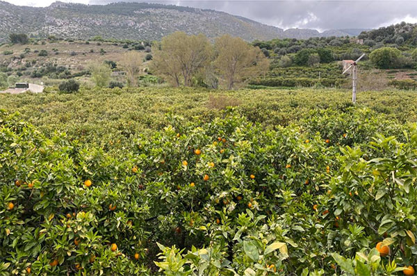 «Arance, se c'è ancora l'Ovale di Sortino è grazie a Conad»