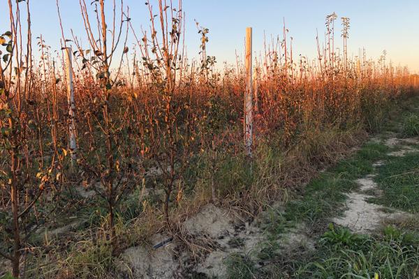 Salinità dei suoli in aumento, rischio per la frutticoltura