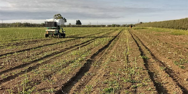 Asparagi, la stagione 2022 poggia sul recupero 2021