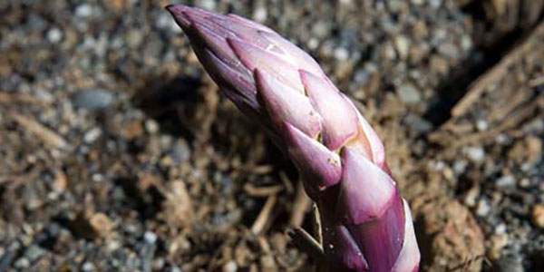 Asparago violetto di Albenga, il valore di sporcarsi le mani