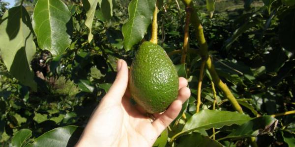 Nuova Zelanda, non solo kiwi: il futuro è nell'avocado