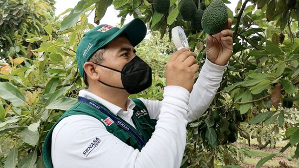 Avocado, il Perù diventa secondo esportatore mondiale