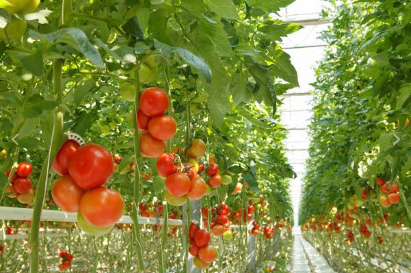 Arrivano i pomodori a emissioni zero
