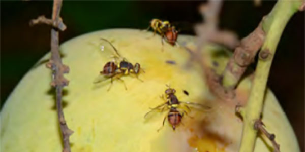 Rischi, sintomi e intercettazioni della Bactrocera dorsalis
