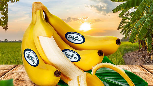 Banane SanLucar, la maturazione è controllata