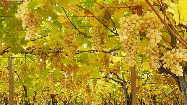 «Uva con semi, all'estero continua ad essere la preferita»