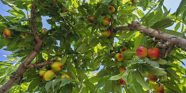 Frutta d'oro, le aspettative di Murcia 