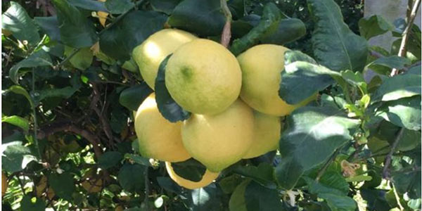 Limoni italiani, verso un'estate di carenza