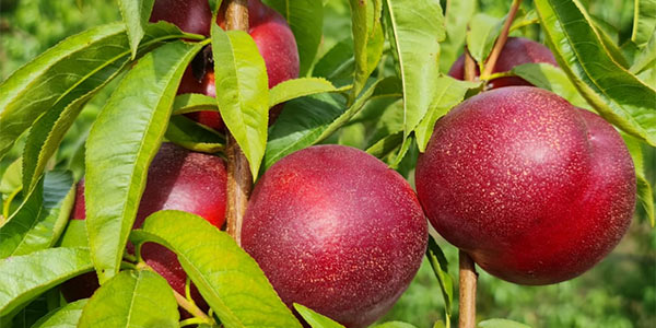 Nettarine di Romagna, Big Top è quasi pronta