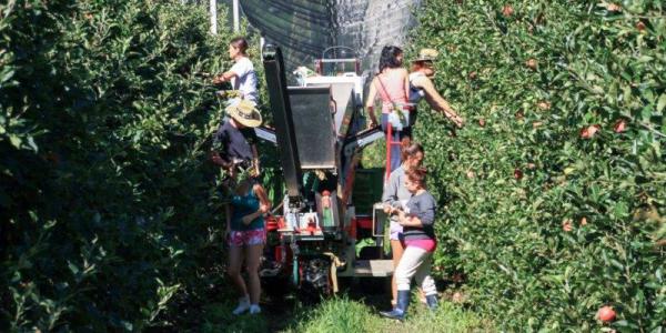 Trentino, mancano all'appello 4.000 braccianti