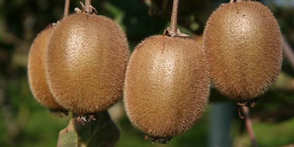 Kiwi, come ottenere una fioritura abbondante e uniforme