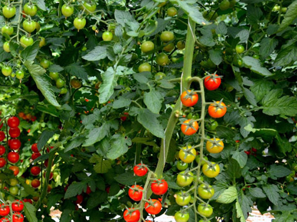 Ortaggi siciliani, mercato lento e prezzi bassi
