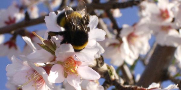 Bombi impollinatori