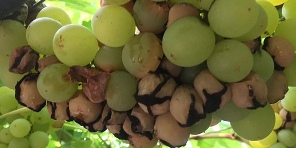 Botrite e uva da tavola, le soluzioni disponibili
