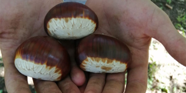 Castagne, qualità eccellente per la Bouche de Betizac 