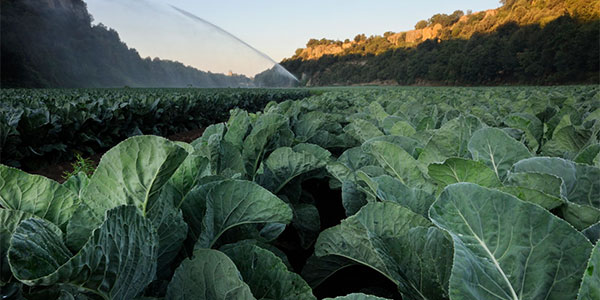 Risplende il sole su brassiche e zucche