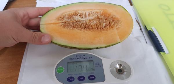 Meloni e angurie, qualità ok in Sardegna
