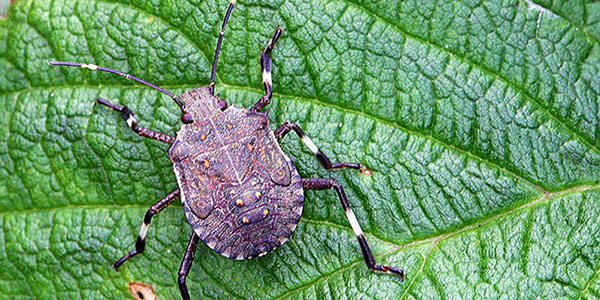 L'Australia respinge un'altra nave con una cimice asiatica