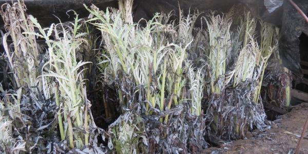 Fico e il salvataggio del Cardo di Fossa Bolognese