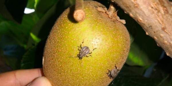 Cimice asiatica, Veneto all'attacco
