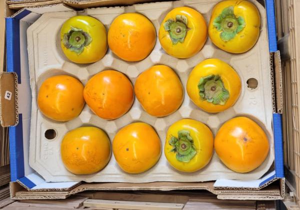 Cachi spagnoli, un debutto in Gdo a forza 4