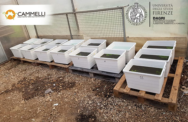 Dalla lenticchia d'acqua un concime organico sostenibile