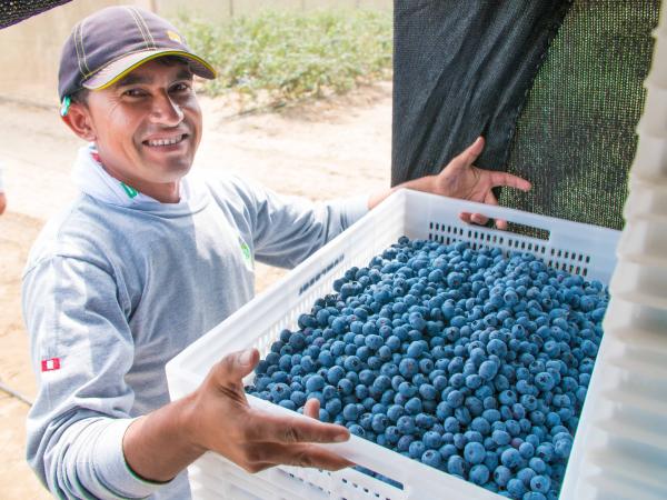Camposol torna a Fruit Logistica: gli obiettivi