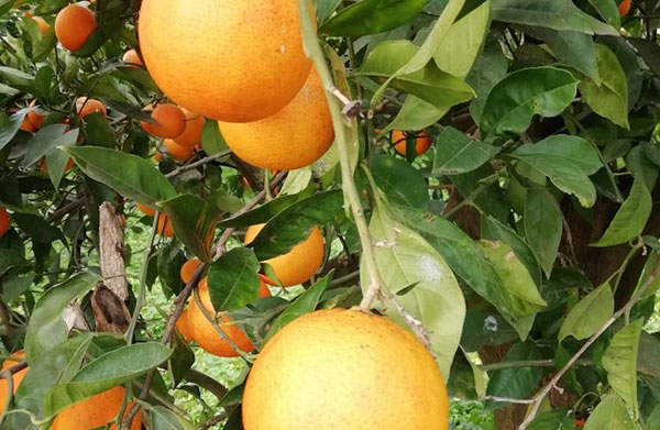 «Promozioni arance, basta ingiustizie per i produttori»