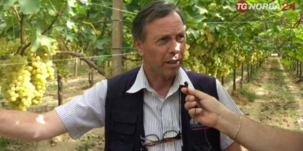 Vincenzo Cantatore uva da tavola Puglia