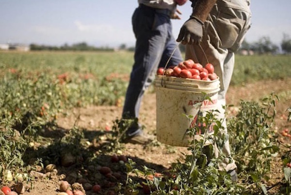 Pomodoro, intesa di filiera contro il caporalato