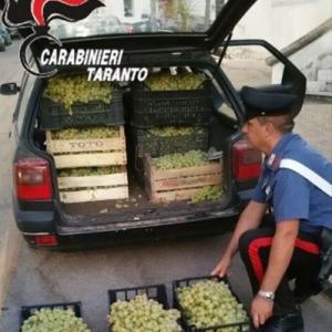 Furto uva da tavola Puglia